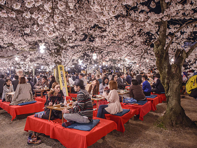 hanami (flower viewing)
